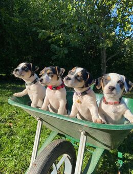 Jack Russell Terrier Welpen – Abgabe ab Ende Oktober in liebevolle Hände 🐾 - Saarbrücken