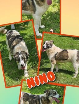 Rüde Nino möchte endlich ausreisen - Nürnberg