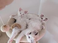 Ragdoll kitten suchen liebevolles Zuhause - Weyhe