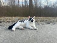 liebevolle Hauskatze - Winzer