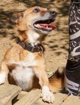 AMON möchte mehr von der Welt sehen - Schwabach