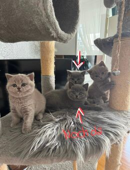 süße BKH-Kitten - Ingolstadt