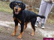 Jack Hundejunge möchte gerne ausreisen - Spenge