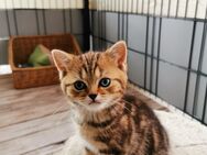 Bkh kitten Reinrassige Kätzchen Abholbereit - Schloß Holte-Stukenbrock