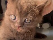 Kitten Royal BKH Cinnamon Schokolade Braune Farbe - Düsseldorf