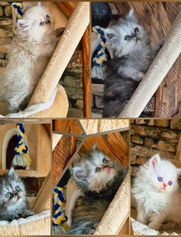 Reinrassige Perserkitten mit Nase inkl. Stammbaum - Villingen-Schwenningen
