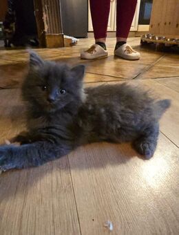 🐾 Maine Coon Kitten suchen liebevolles Zuhause - Solingen (Klingenstadt)