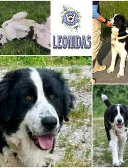 LEONIDAS * Kuschelbär sucht s. Menschen - Duisburg