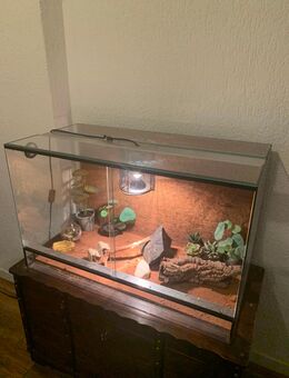 Viperngecko Rübenschwanz mit Terrarium - Dortmund Kley