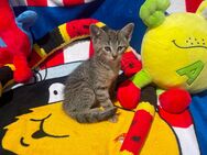 Samtpfoten suchen Zuhause – 3 verspielte weibliche Kitten vom Bauernhof - Schkeuditz Zentrum