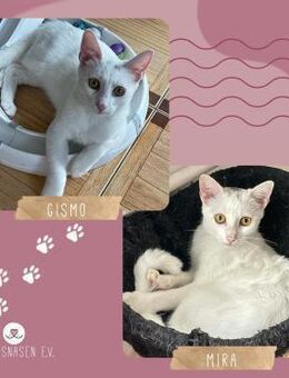 Kätzchen Gismo und Mira warten auf Dich - Lalendorf