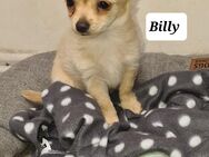 Chihuahua Welpe Billy - Düren