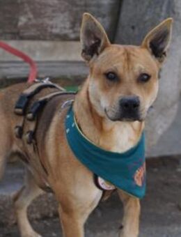 Spike sucht ein Zuhause außerhalb D - München