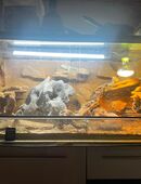 5 bartagamen in 50189