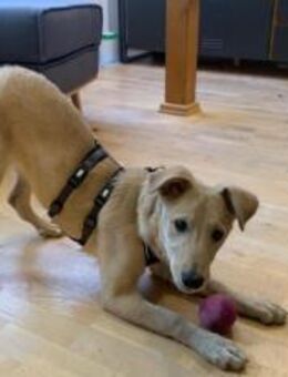 Zuhause gesucht für Hetty - München