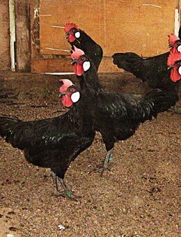 Minorka, für Hobbyhaltung, legereife Junghennen - Heringen (Helme)