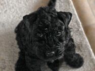 Herzensbrecher auf vier Pfoten-Unsere Kerry Blue Terrier Welpen suchen bald ihr Zuhause! - Zusmarshausen