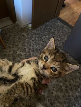 Babykatzen 5 mal - Ilsede