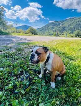 Old English Bulldogge - Neunkirchen (Saarland)