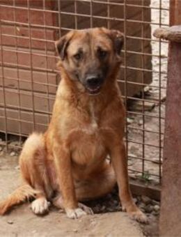 Henata - Pflegestelle oder Zuhause gesuc - Oberwies