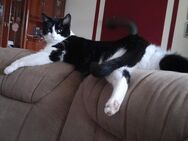 EKH Kater für 200 Euro. - Verl