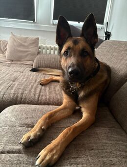 Deutscher Schäferhund - Mettmann