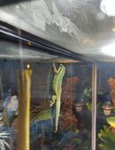 Phelsuma borbonica mater "Basse Vallee" in 14612