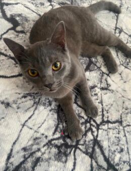 Mix Kater - Dortmund