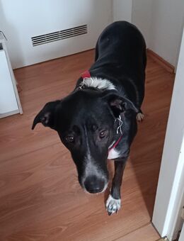 Labrador Rüde 3 Jahre alt - Pirmasens