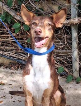 Dobby ist der perfekte Familienbegleiter - Laatzen