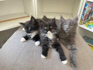 Maine Coon Kitten suchen neues liebevolles Zuhause - Göppingen