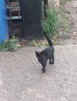 Junge Katzen, Kitten, Baby Katzen , Katzen - Hardt (Baden-Württemberg)