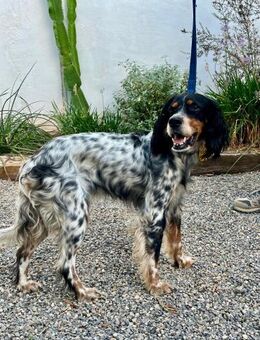 Lola, Jagdhund für Rasseliebhaber - Lenningen