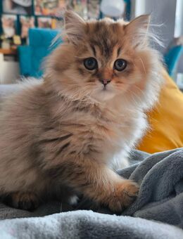 Wunderschöne Briten Kitten in Lang und Kurzhaar - Berlin