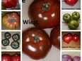 Tomaten - Fleischtomaten alte Sorten in 01705