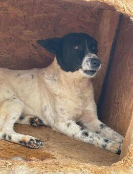 Ängstl. Hündin MIO sucht erf. Zuhause - Neuberg