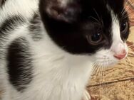 🍀 Drei zuckersüße Kitten suchen ein liebevolles Zuhause🍀 - Gemünden (Felda)