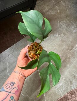 Monstera Minima/ Raphidophora Tetrasperma 2 Pflanze im Topf - Buttstädt Zentrum