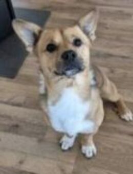 Teddy sucht sein Zuhause - Kalkar