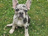 Französische Bulldoggen Welpen - Duisburg