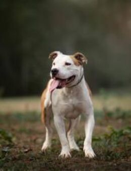 JIGGLE - mein Platz zum Wohlfühlen - Overath