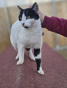 Mikky 🐱 liebenswerte Katzenkuh - Kirchheim (München)