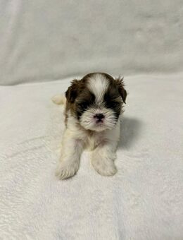 Shih Tzu Welpen - Bremen