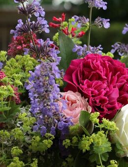 Gartenlust! - Tolle Stauden für den Garten!! Winterhart, Rittersporn, Flockenblume, Fette Henne, Sonnenhut, Prachtglocke, Lavendel uvm. - Neuenbrook