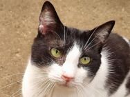 TIFFY-2 jährige, hübsche Katze - Rösrath