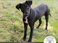 Chip 245854: Sucht ein Zuhause - Kirchzell