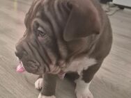Süße kleine babys - Krefeld