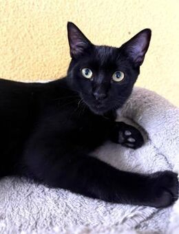 Jackie; sanfte Seele mit Potenzial - Geilenkirchen