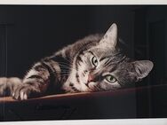 Grosses Acrylglasbild Katze - Langenthal CH