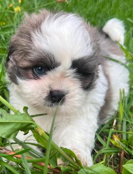 Shih-tzu/Malteser Mix - Oranienburg